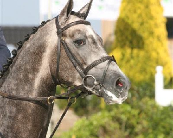 Deckhengst VDL Groep Cassanova Z (Zangersheide Reitpferd, 2006, von Chellano Z) Deckhengst VDL Groep Cassanova Z (Zangersheide Reitpferd, 2006, von Chellano Z)