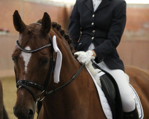 dressage horse Quidditch (Oldenburg, 2000, from Quattro B)