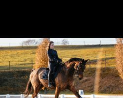 Dressurpferd Saint Maurice (Hannoveraner, 2008, von St. Moritz)