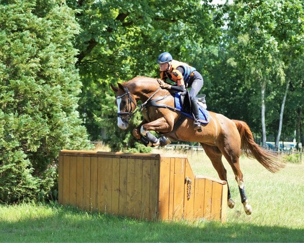 dressage horse Diamant Cs (Hanoverian, 2009, from Dancier)