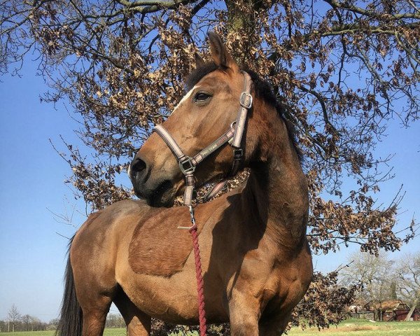 horse Foxy (Holländisches riding ponies, 1996)
