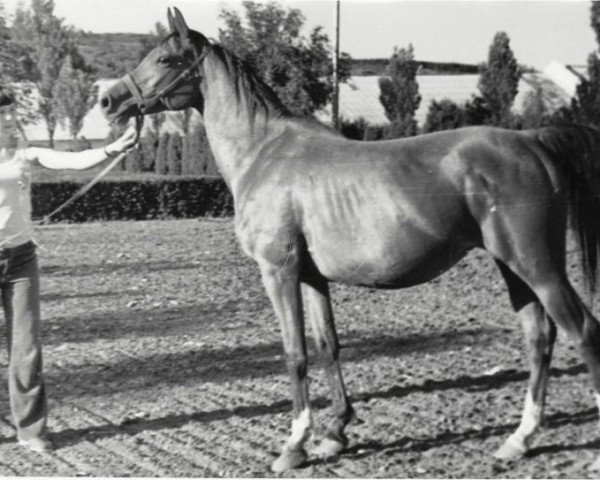 broodmare Malva 1961 ox (Arabian purebred, 1965, from Arax 1952 ox)
