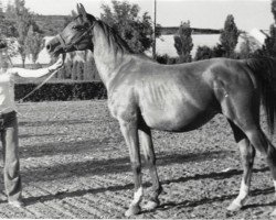 broodmare Malva 1961 ox (Arabian purebred, 1965, from Arax 1952 ox)