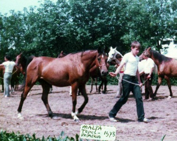 broodmare Malta 1973 ox (Arabian purebred, 1973, from Topol 1958 ox)