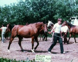 broodmare Malta 1973 ox (Arabian purebred, 1973, from Topol 1958 ox)