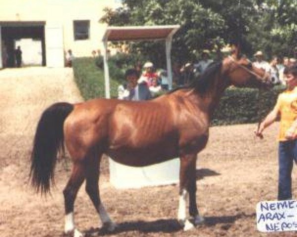 broodmare Nemezida 1967 ox (Arabian purebred, 1967, from Arax 1952 ox)