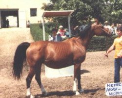 broodmare Nemezida 1967 ox (Arabian purebred, 1967, from Arax 1952 ox)