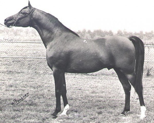 Deckhengst Antej 1972 ox (Vollblutaraber, 1972, von Aswan 1958 EAO) Deckhengst Antej 1972 ox (Vollblutaraber, 1972, von Aswan 1958 EAO)