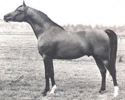 stallion Antej 1972 ox (Arabian purebred, 1972, from Aswan 1958 EAO)