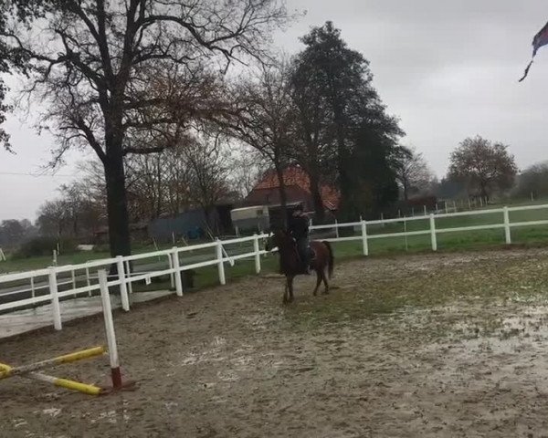 Video of Foxy