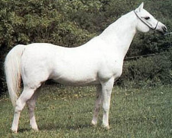 stallion Palas ox (Arabian purebred, 1968, from Aswan 1958 EAO)