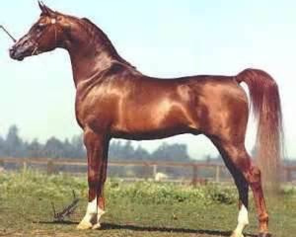 stallion Monogramm 1985 ox (Arabian purebred, 1985, from Negatraz 1971 ox)