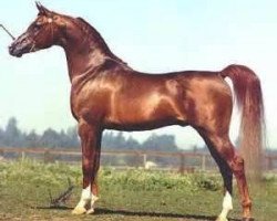 stallion Monogramm 1985 ox (Arabian purebred, 1985, from Negatraz 1971 ox)