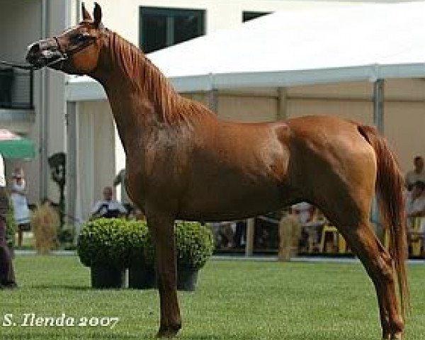 broodmare Emocja 1995 ox (Arabian purebred, 1995, from Monogramm 1985 ox)