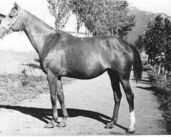 broodmare Talantlivaia ox (Arabian purebred, 1972, from Aswan 1958 EAO)