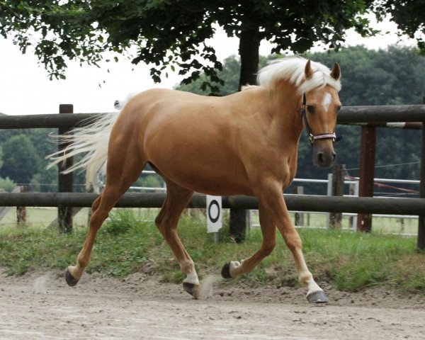 Dressurpferd Anakin Skywalker 3 (Deutsches Reitpony, 2009, von A Gorgeous)