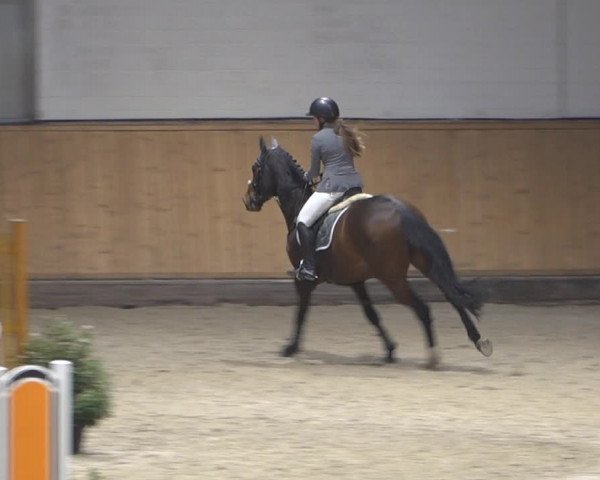 Springturnier Aachen - Albert-Vahle-Halle 2022