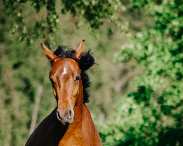 horse D'Avinci (German Riding Pony, 2018, from D-Power AT)