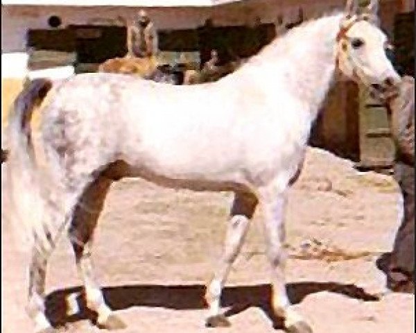 stallion Jacio 1968 ox (Arabian purebred, 1968, from Tabal ox)