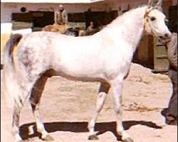 stallion Jacio 1968 ox (Arabian purebred, 1968, from Tabal ox)