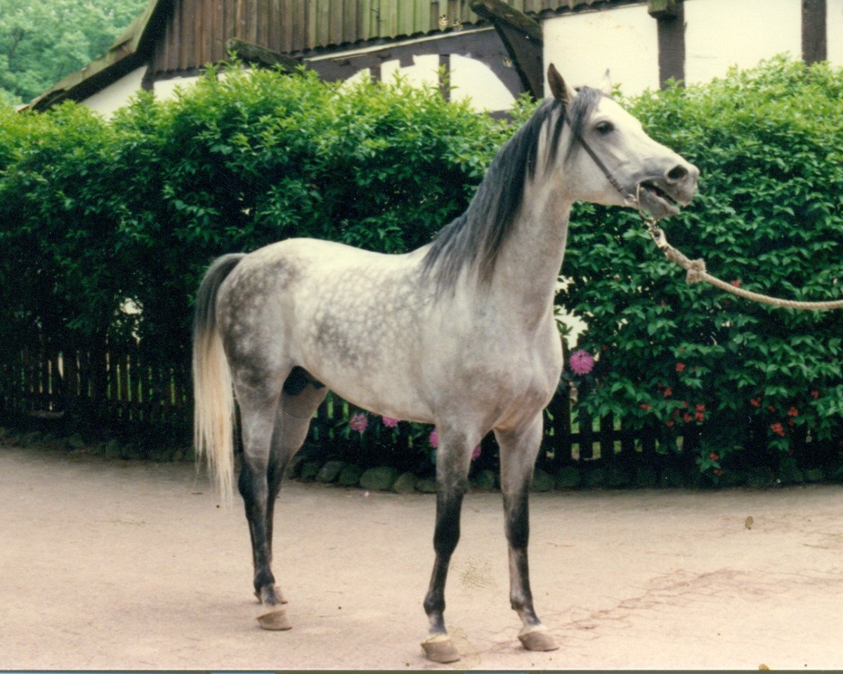 stallion Pamour ox (Arabian purebred, 1993, from Pamir 1984 ox)