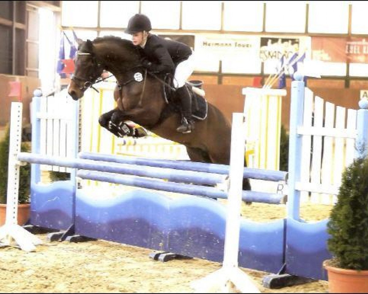 Deckhengst For Next Generation (Deutsches Reitpony, 2006, von For Kids Only)