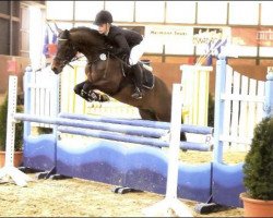 stallion For Next Generation (German Riding Pony, 2006, from For Kids Only)