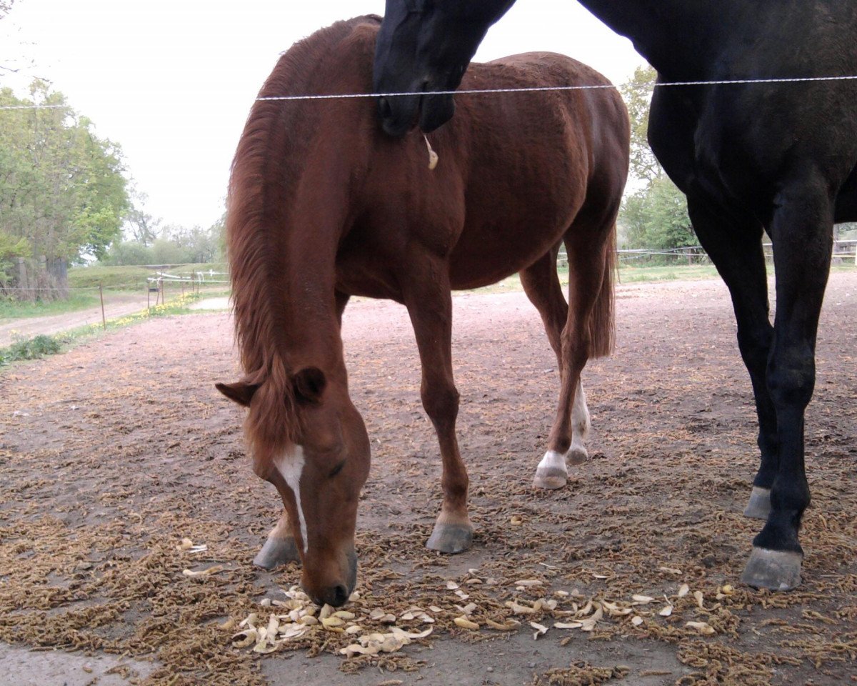 Pferd Calvin (Deutsches Reitpony, 1994, von Colorado)