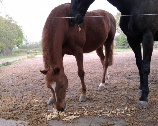 horse Calvin (German Riding Pony, 1994, from Colorado)