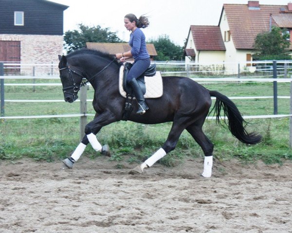dressage horse Shakespeare 82 (Mecklenburg, 2010, from Sancisco) dressage horse Shakespeare 82 (Mecklenburg, 2010, from Sancisco)