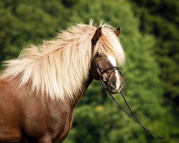 horse Oskar vom Bärenfilz (Iceland Horse, 1999, from Utlagi fra Grafarkoti)