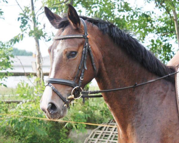 broodmare Sinphonie (Mecklenburg, 2010, from Sancisco)