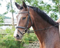 broodmare Sinphonie (Mecklenburg, 2010, from Sancisco)