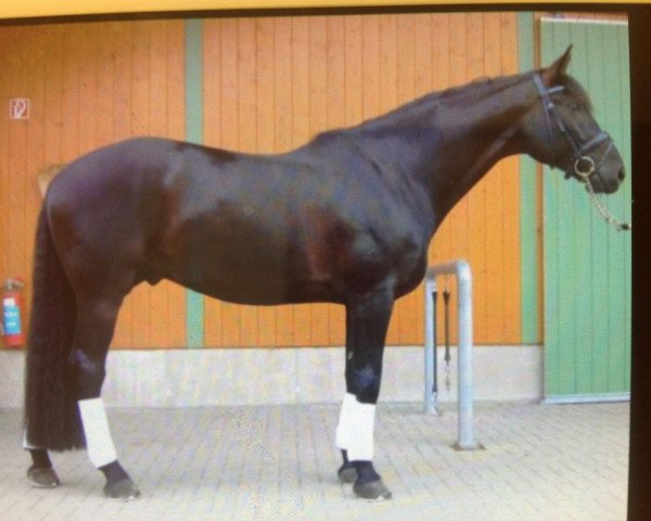 horse Red Zack (Hanoverian, 2001, from Rotspon)