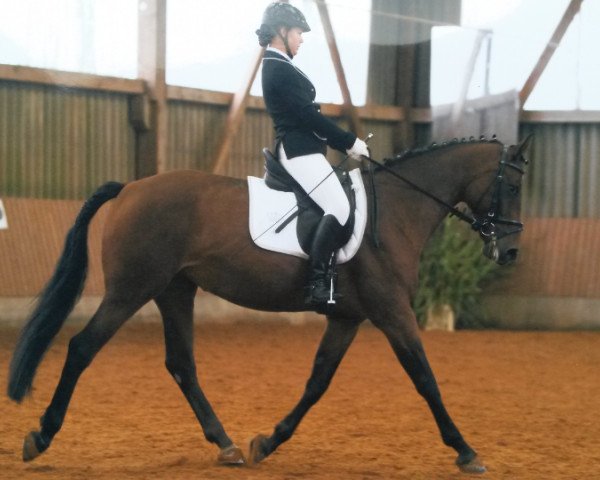 broodmare Claire (Zweibrücken, 2007, from Count Down Swiss)