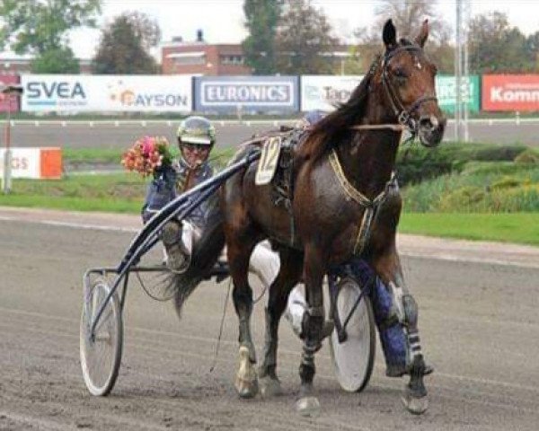 horse Two Point Fifty (French Trotter, 2010, from Love You (FR))