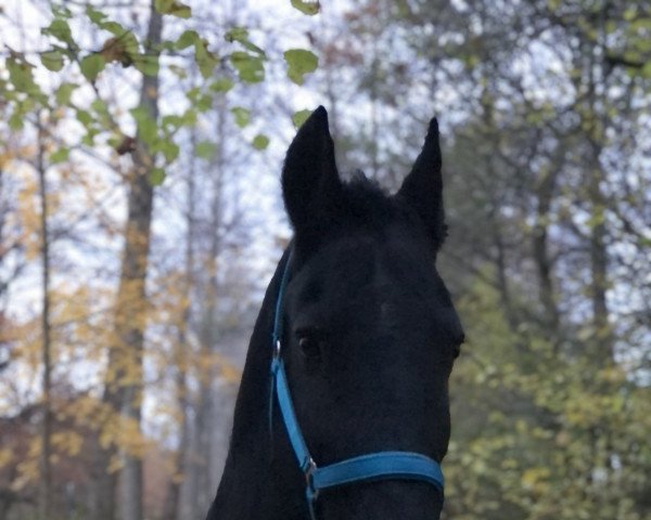 dressage horse Fedde 4 (Friese, 2009, from Doaitsen 420)