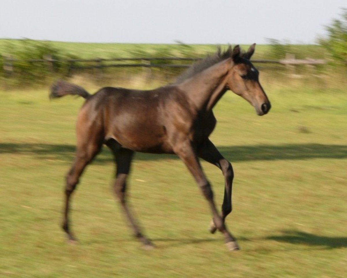 Pferd Charlie Tango (Westfale, 2009, von Chardon)