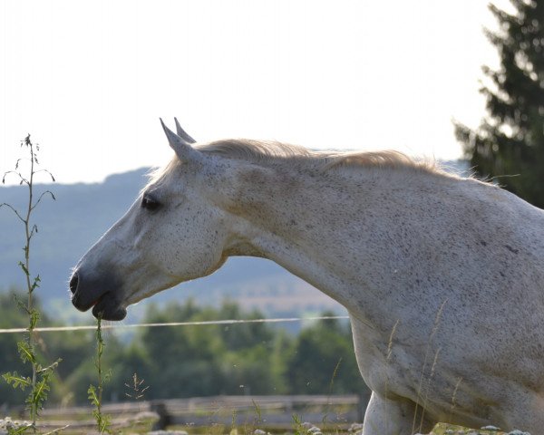 horse Jet Lag 2 (Hungarian Warmblood, 2001, from Jackomo)