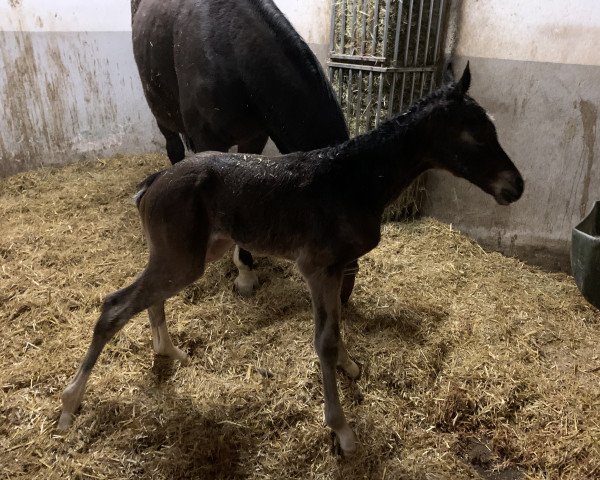 broodmare Casina du Rouet (German Sport Horse, 2022, from Casino Grande)