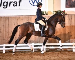 dressage horse Feynman 7 (German Sport Horse, 2019, from Foundation 2)