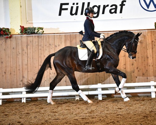 Deckhengst Dagostino (Westfale, 2018, von Harmony's de Beau)