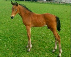 Springpferd Copilot 19 (Westfale, 2011, von Capilano)