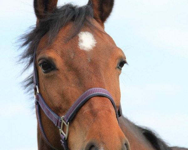 dressage horse Danzing Devil (Westphalian, 2000, from Dynast)