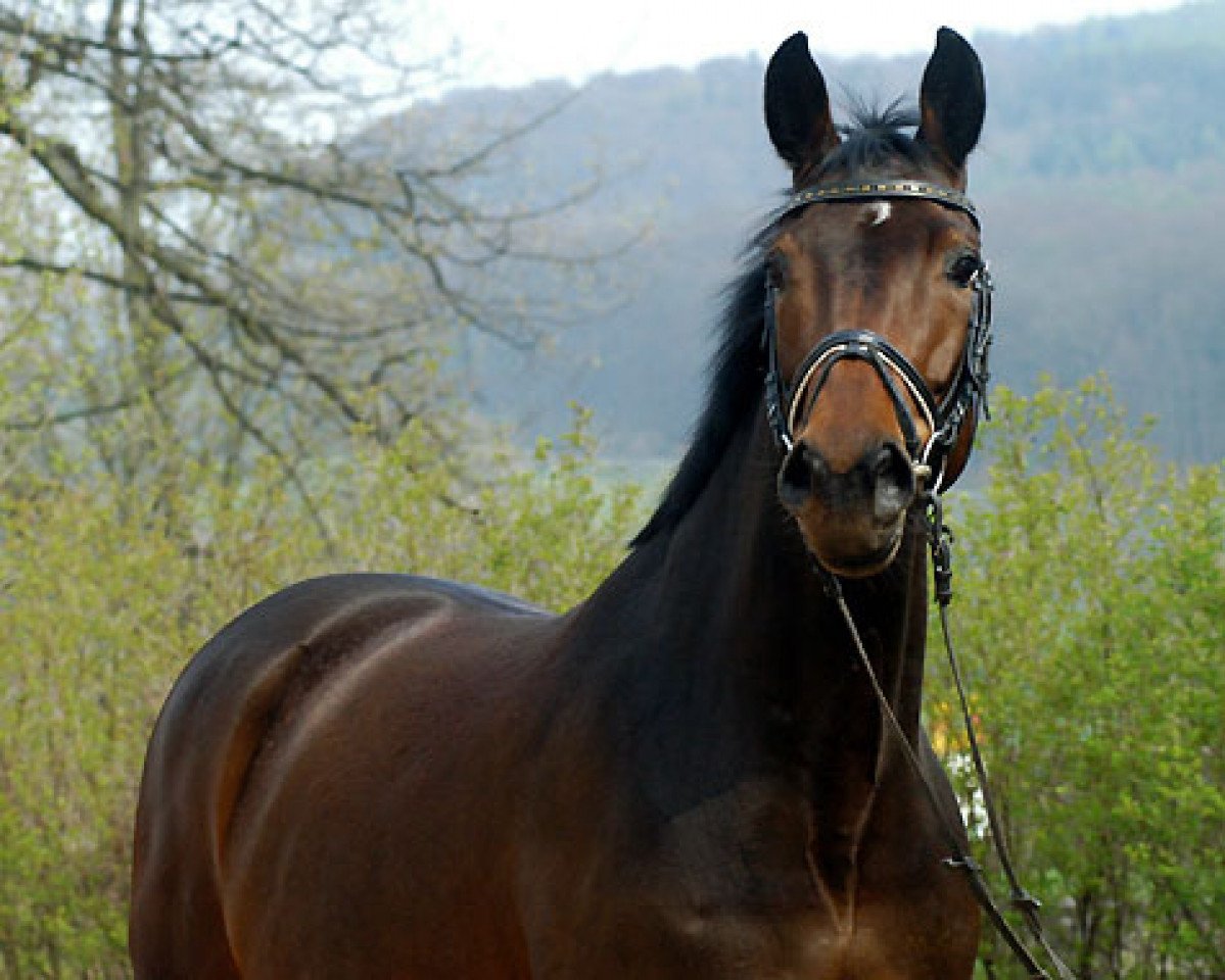 Zuchtstute Verouschka (Trakehner, 2006, von Perechlest)