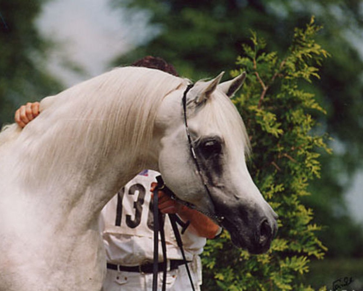 stallion El Thay Ibn Halim Shah ox (Arabian purebred, 1985, from Ansata Halim Shah ox)