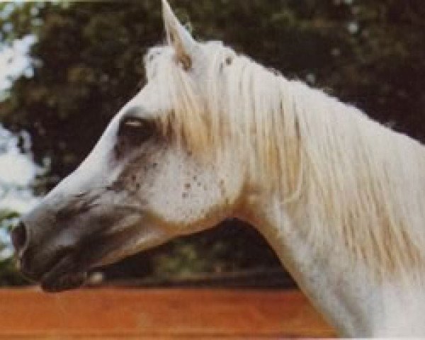 broodmare Mona III ox (Arabian purebred, 1974, from Hadban Enzahi 1952 EAO)