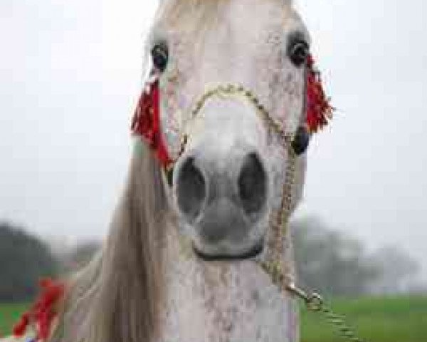 stallion Gamil Salaam ox (Arabian purebred, 1995, from Ansata El Salaam ox)