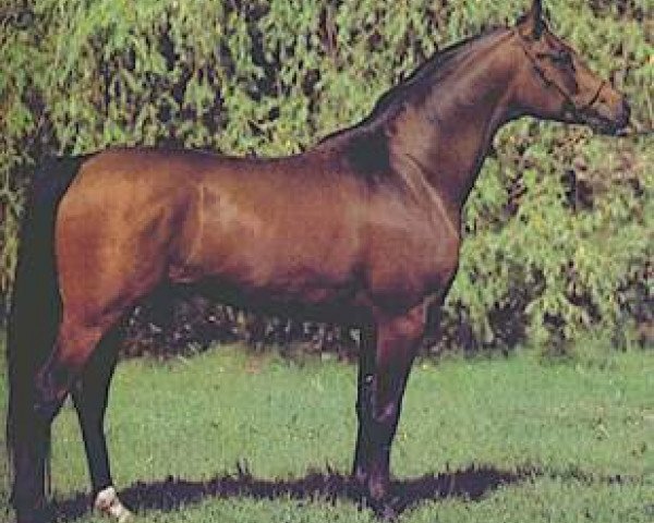Deckhengst Gil ox (Vollblutaraber, 1981, von Probat ox)