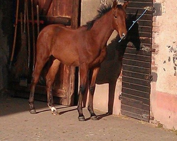 horse Chacco Fit Z (Oldenburg show jumper, 2013, from Camargo 2)